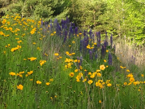 "Where flowers bloom so does hope." -  Lady Bird Johnson